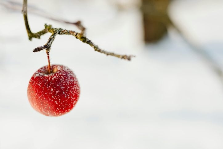 frosty apple hanging from a tree branch